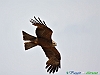 Uccelli accipitriformi 30-Nibbio bruno.jpg